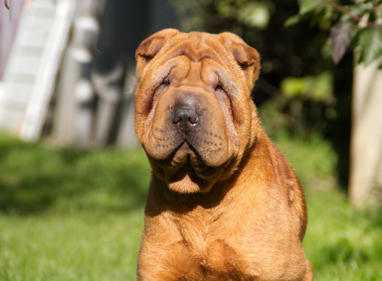 Бойцовский шарпей