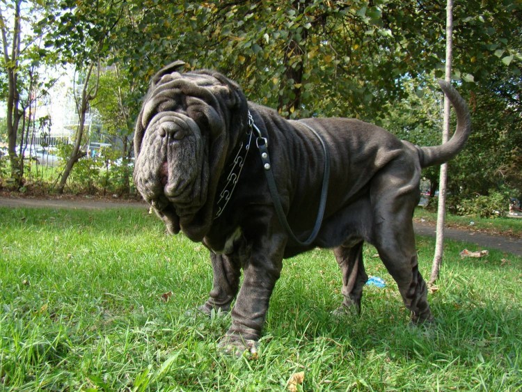 Английский бульдог