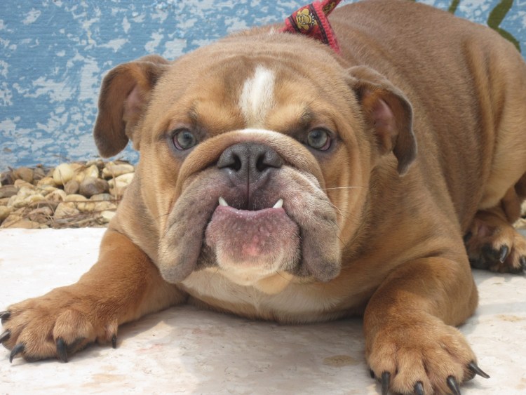 Ушастый Бассет-хаунд