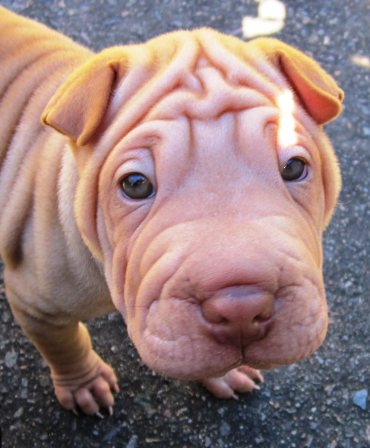 Шарпей злой