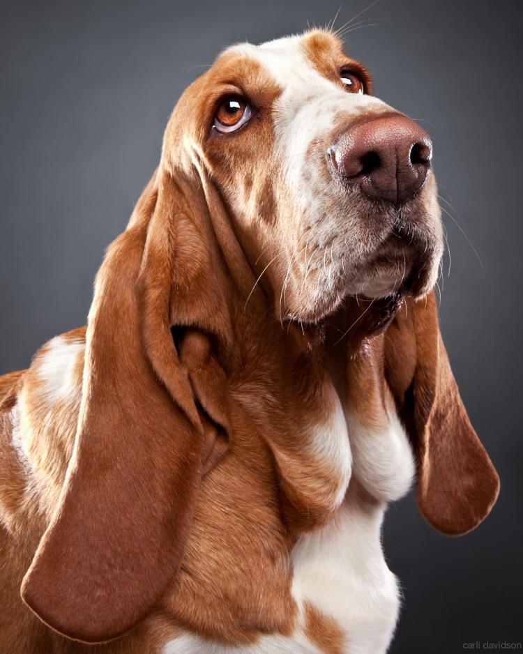 Кот шарпей порода