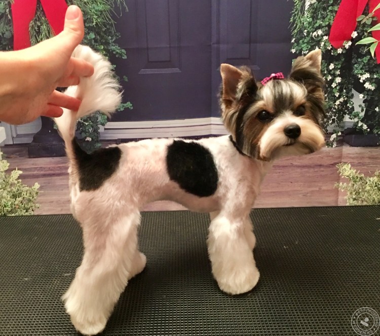 Бивер Йорк стрижка Щенячья