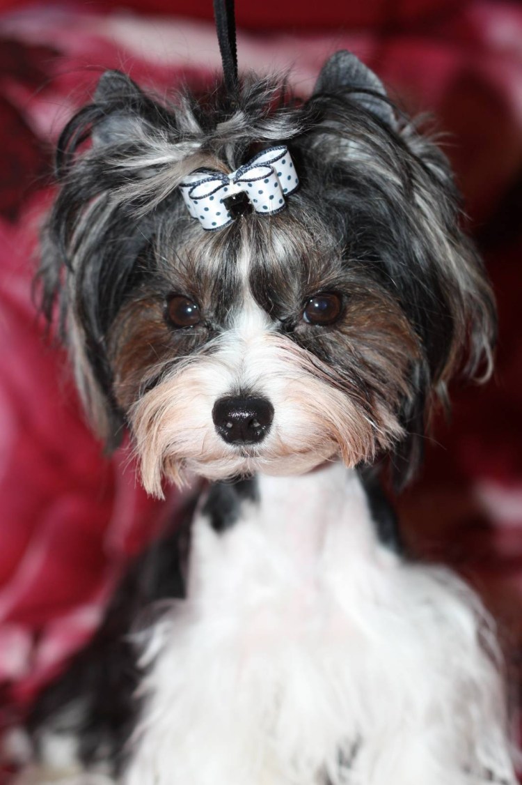 Стрижка Бивер Йорка мальчика без хвоста на голове