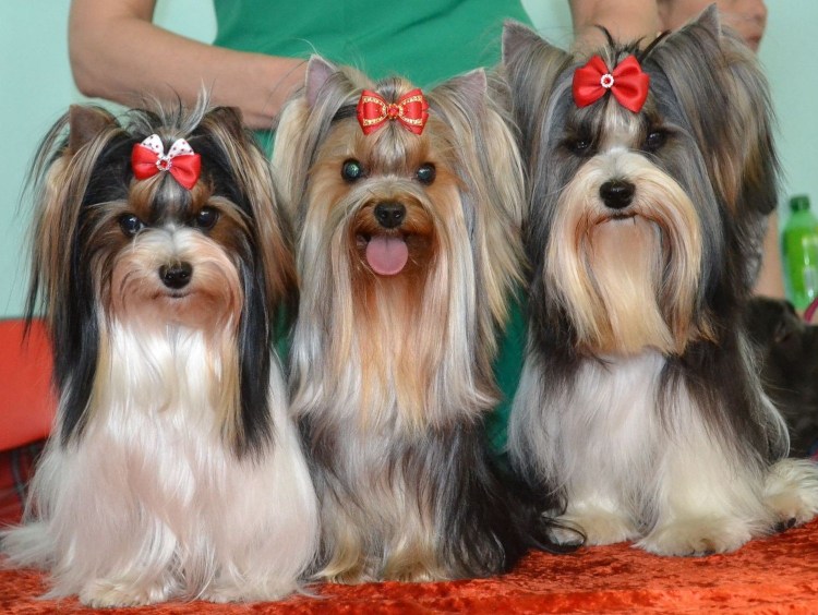 Грумминг Бивер Йорка