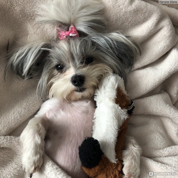 Бастер Бивер