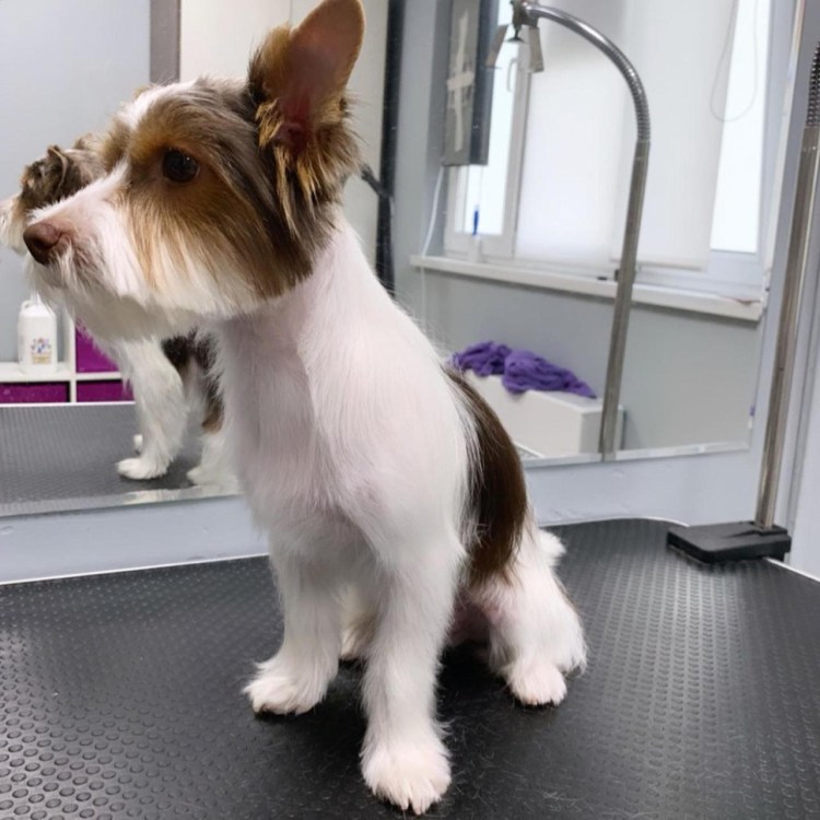 Бивер-Йоркширский терьер подстриженный