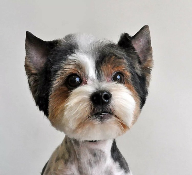 Бивер стрижка Микки Маус