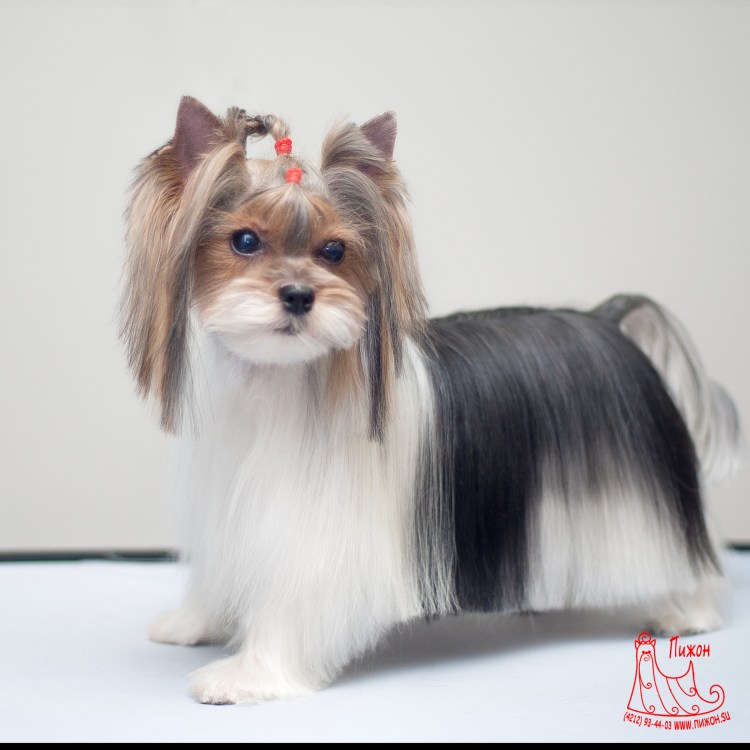 Груминг Бивер Йорка