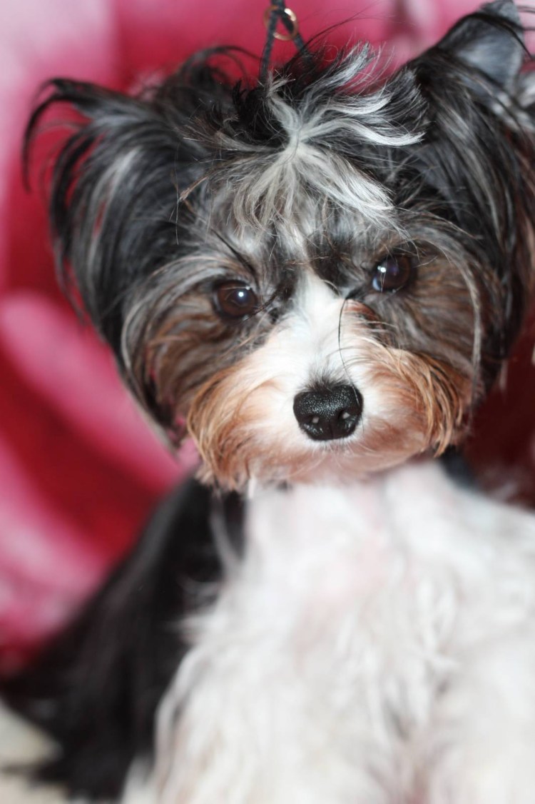 Бивер Йорк ПЭТ груминг