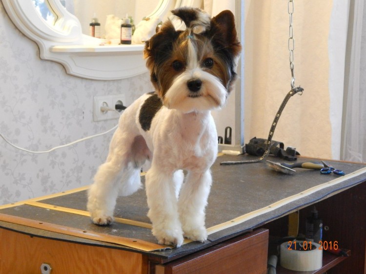 Бивер Йоркширский терьер выставочный