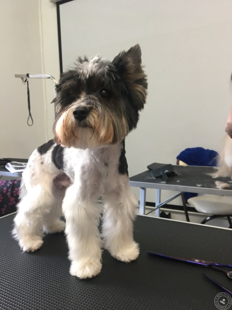 Бивер-Йоркширский терьер стриженный