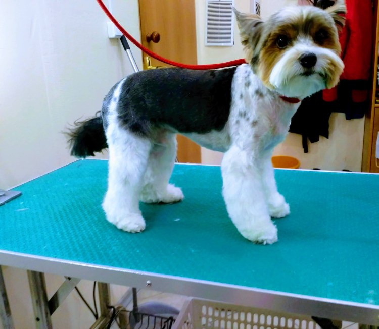 Груминг Бивер Йорка