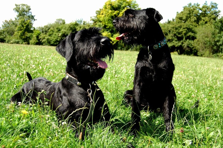 Ризеншнауцер черный с серебром