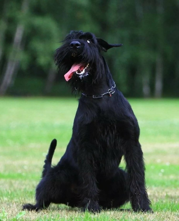 Ризеншнауцер портрет