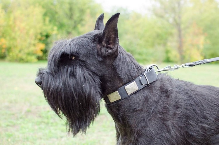 Эльдертерьер черный