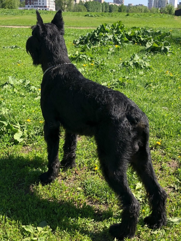 Ризеншнауцер серый