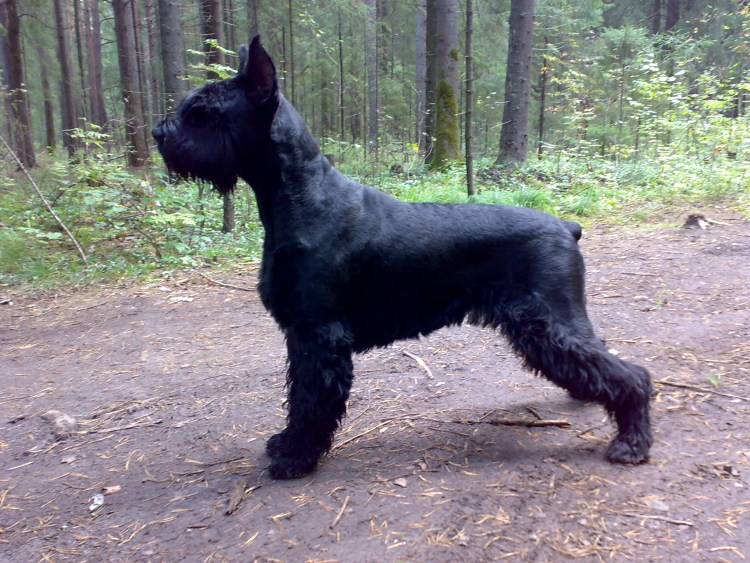 Цвергшнауцер шоколадный