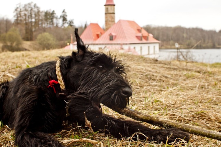Эрдельтерьер гладкошерстный