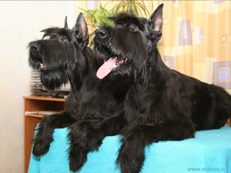 Вельштерьер жесткошерстный