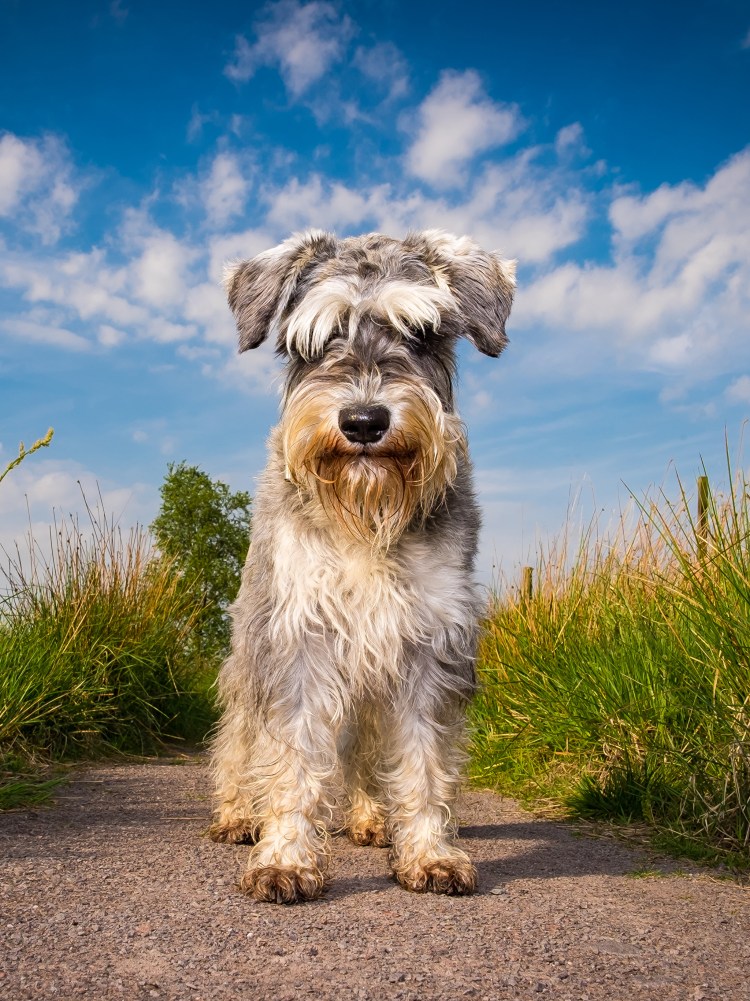 Шотландский скотч терьер
