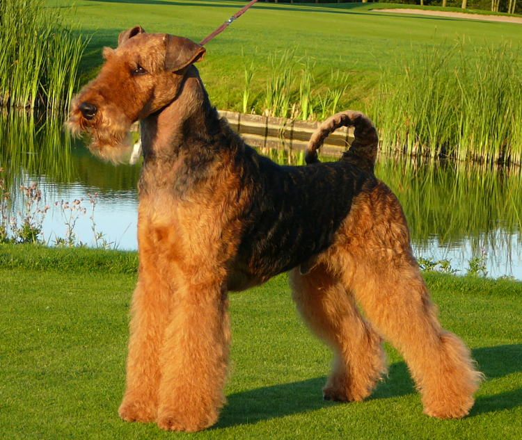 Шотландский терьер