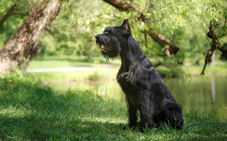 Шнауцер терьер черный