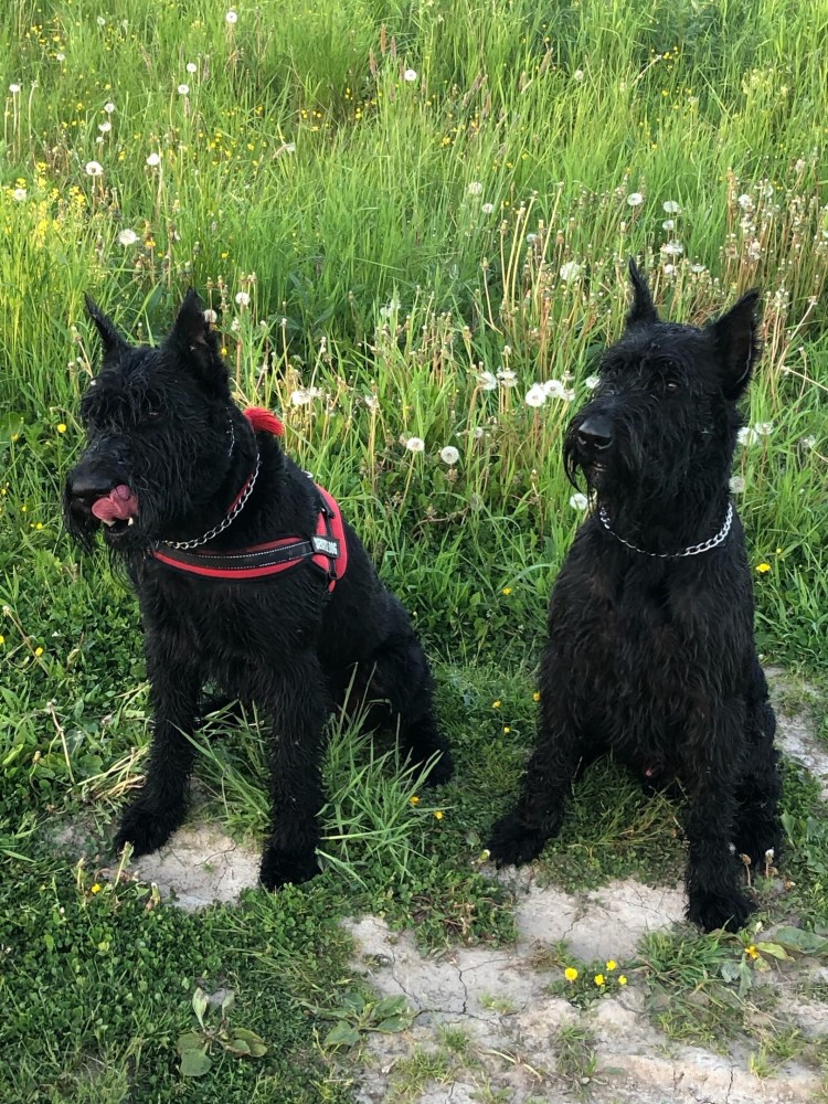 Шнауцер терьер