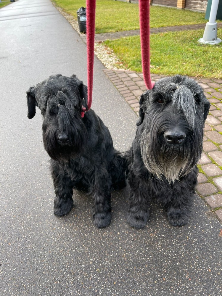 Шнауцеры Ризен цверг и миттель