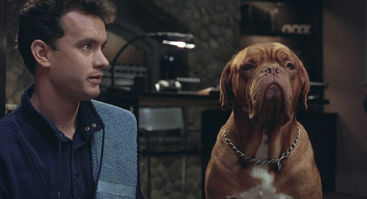 Бойцовский ротвейлер