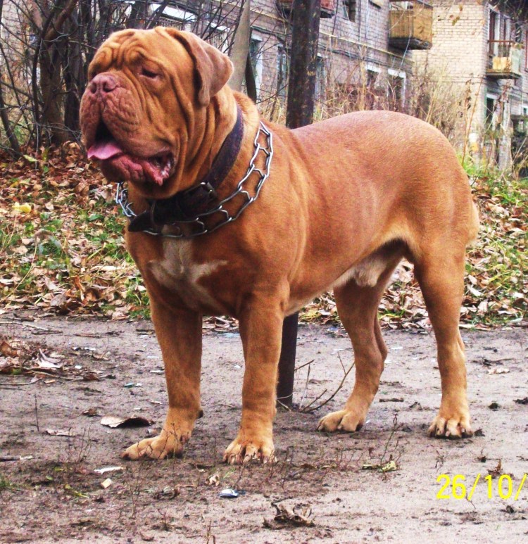 Голландский мастиф