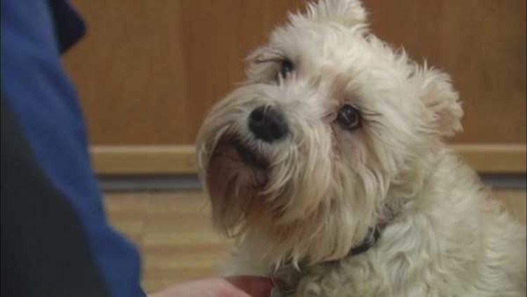 Джек-Рассел-терьер купить