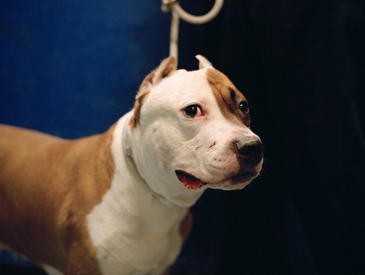 Метис чау-чау