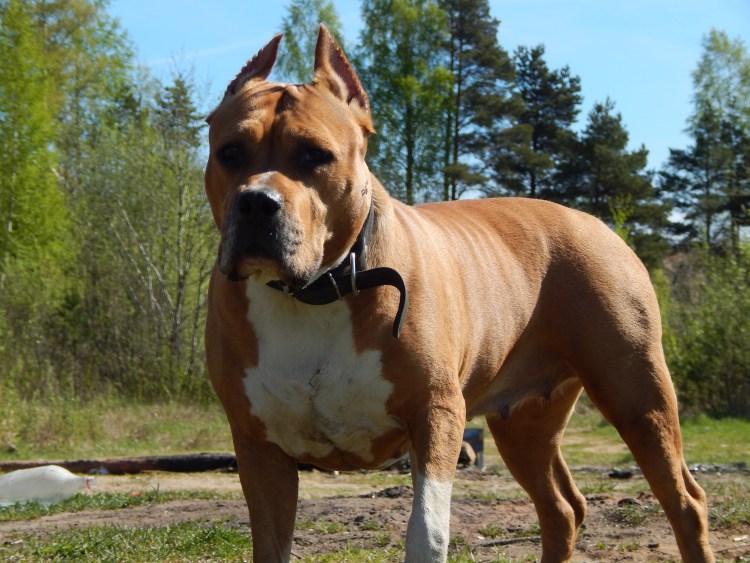 Канал порода собак