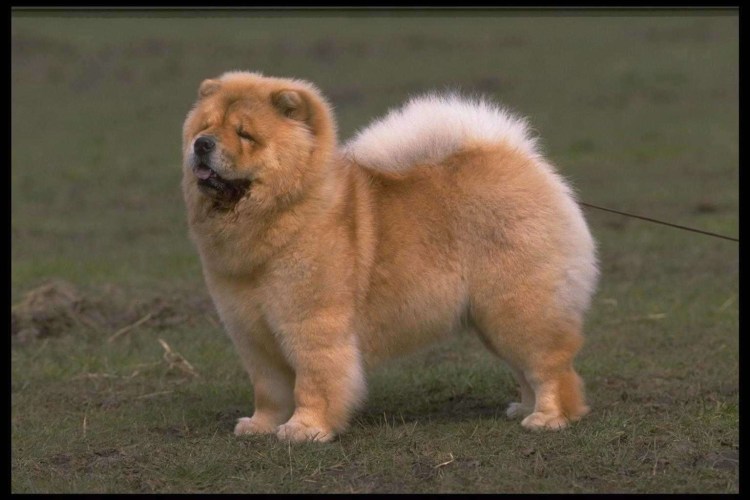 Чау-чау собака