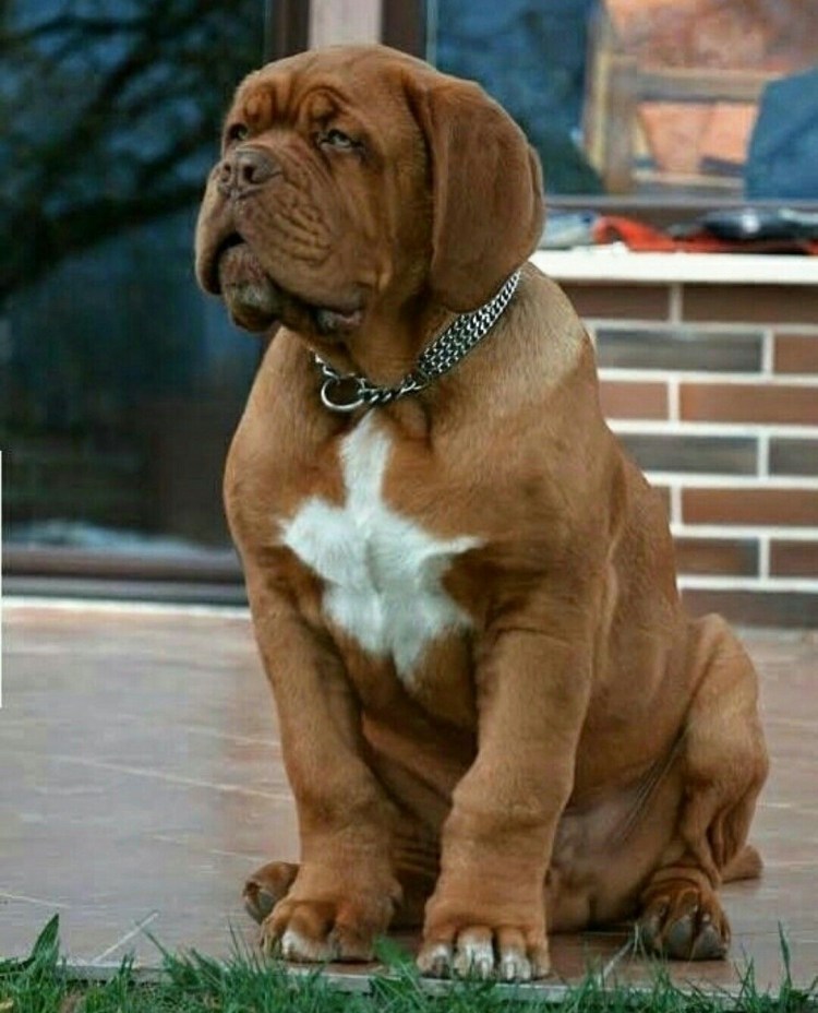 Французский мастиф