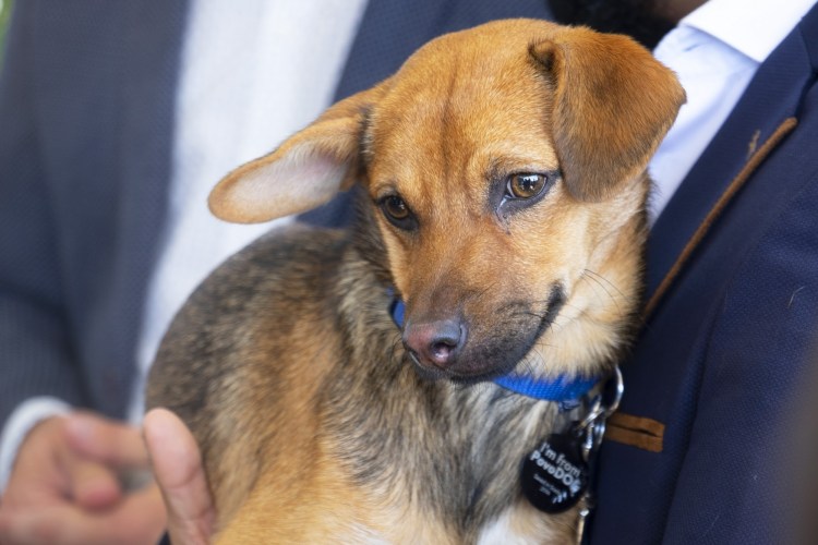 Михаил Жонин пес 2