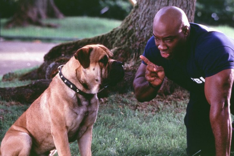 Агент по кличке спот