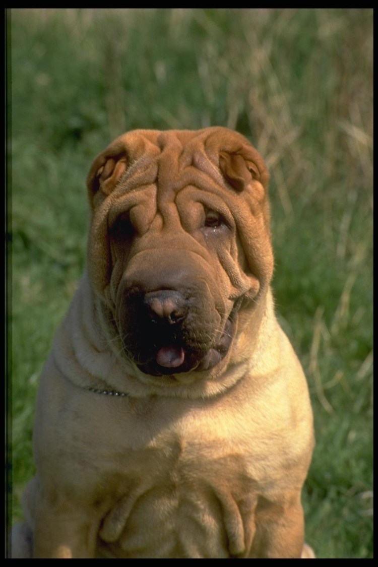 Бойцовая собака породы шарпей