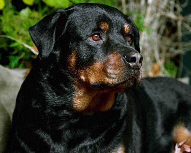 Форпост большой камень собаки