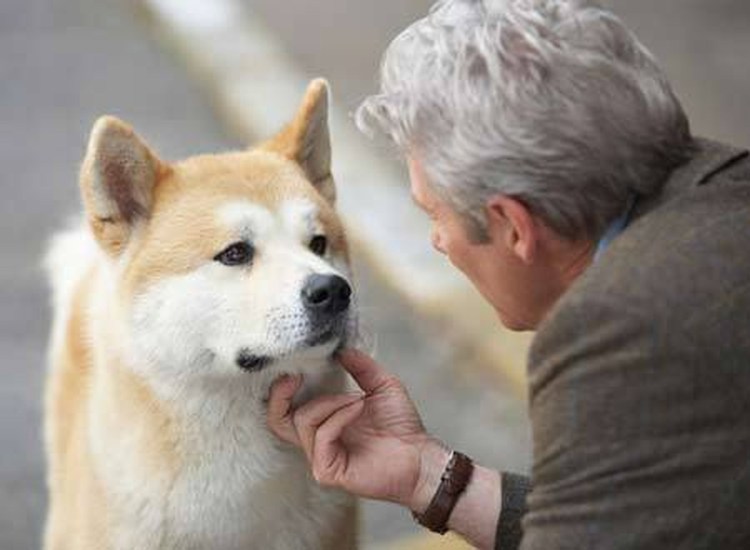 Американский питбультерьер