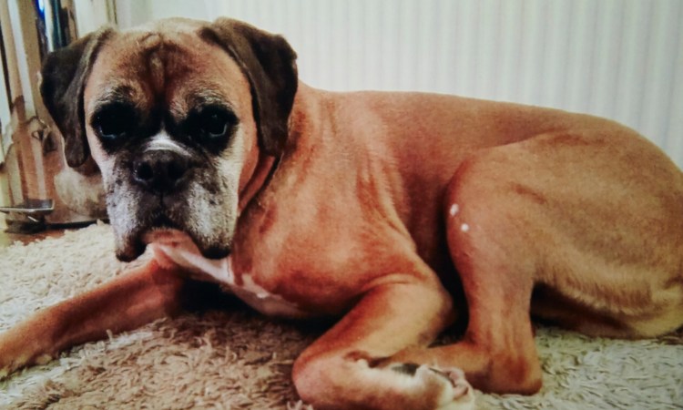 Серая собака с треугольными ушами