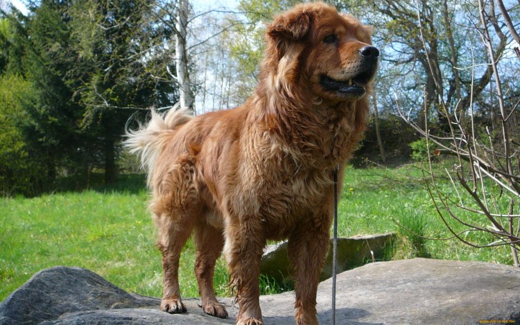 Мускулистая собака Венди