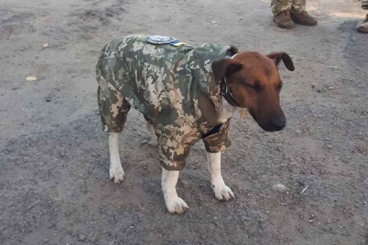 Английский мастиф