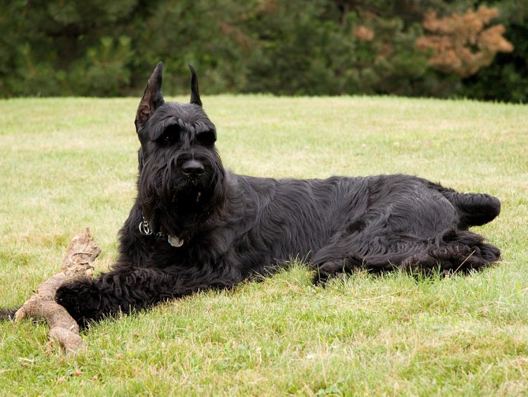 Цвергшнауцер защитно Караульная