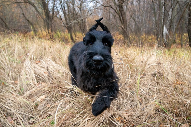 Ризеншнауцер терьер