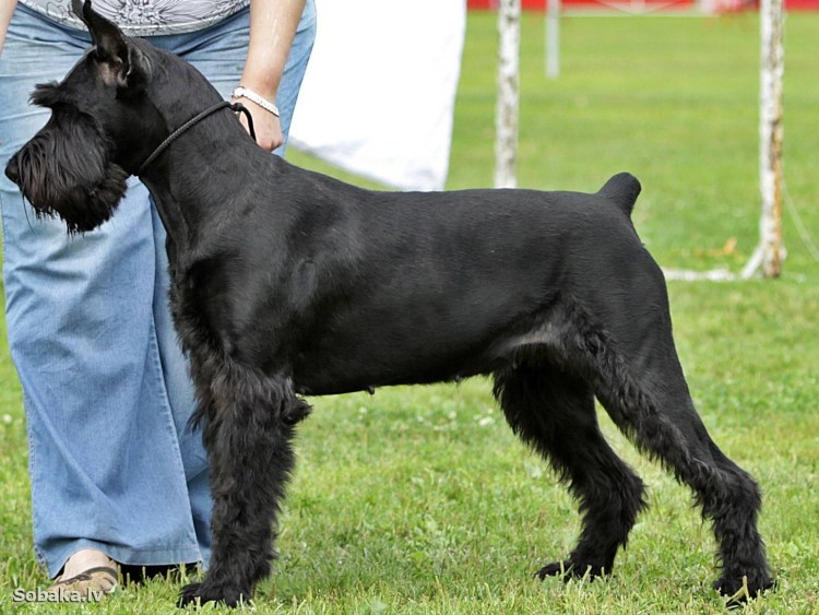 Ризеншнауцер / giant Schnauzer (181) к