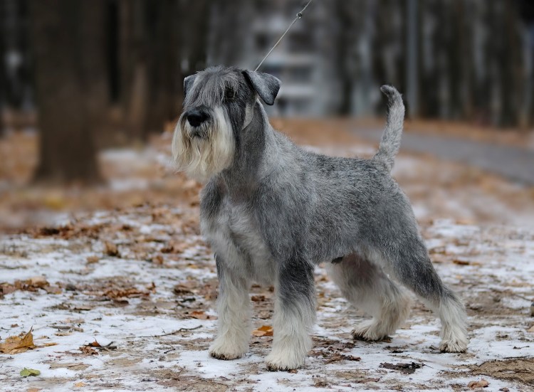 Некупипованый миттельшнау