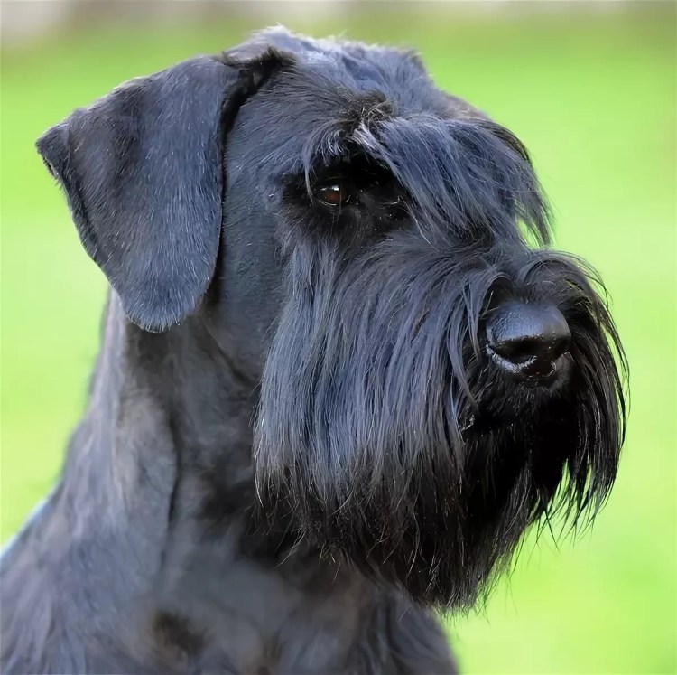 Ризеншнауцер мини