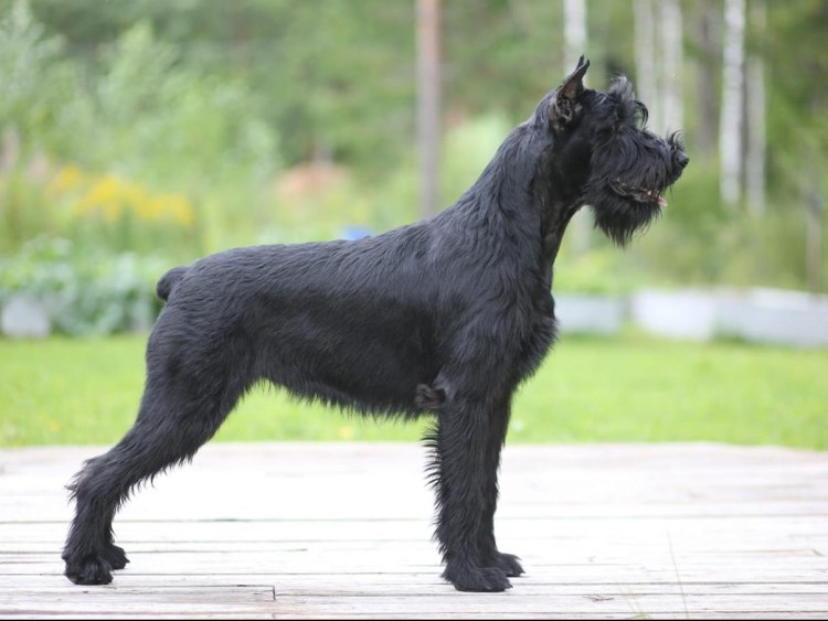 Ризеншнауцер Миттельшнауцер Цвергшнауцер