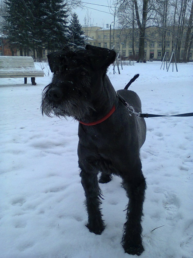Черный терьер (русский черный терьер)